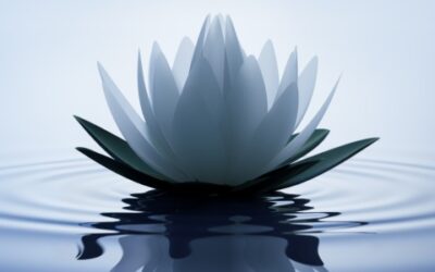 When a lotus turns into a flower, its blossom always faces towards the sun, and the rays