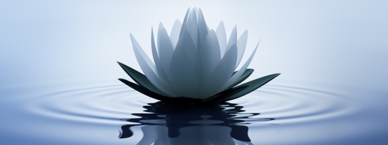When a lotus turns into a flower, its blossom always faces towards the sun, and the rays